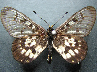 Acraea andromacha andromacha - Adult